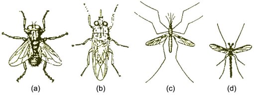 Gambar : (a) lalat rumah (b) lalat Tzetze (c) nyamuk kecil (d) nyamuk